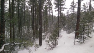Snow in the pines